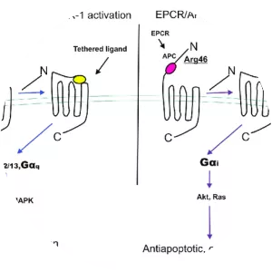 Protease-activated receptor