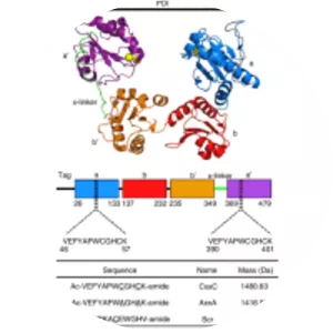 Protein disulfide-isomerase - 