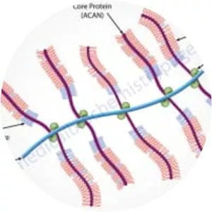 Proteoglycan - Protein