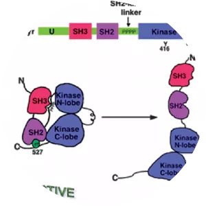 Proto-oncogene tyrosine-protein kinase Src - 