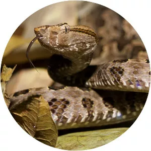 Protobothrops mucrosquamatus