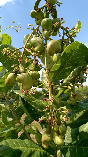 provide new varieties grafted cashew