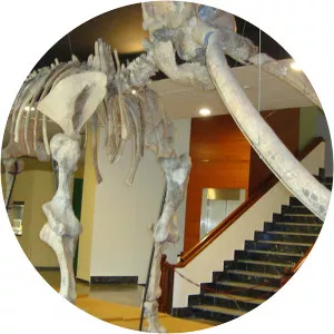 Provincial Museum of Ciudad Real - 