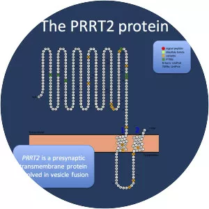 PRRT2 - Protein