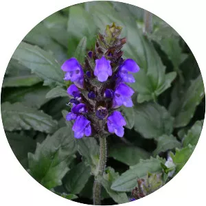 Prunella grandiflora - Plants