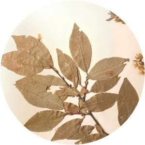 Prunus alleghaniensis - 