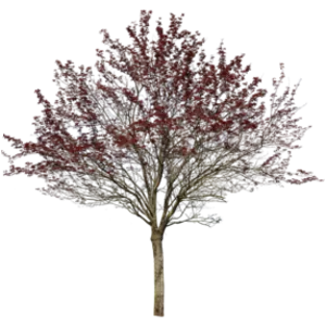 Prunus cerasifera var. pissardii