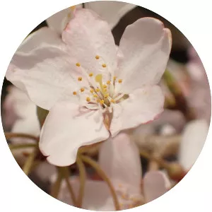 Prunus itosakura - 
