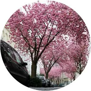 Prunus 'Kanzan' - Plants