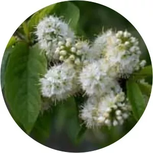 Prunus maackii