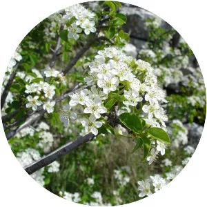 Prunus mahaleb