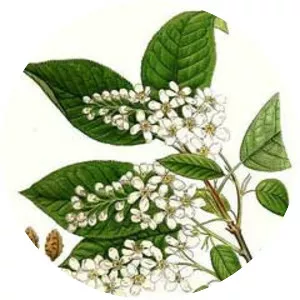 Prunus subg. Padus