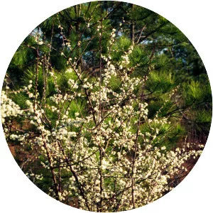 Prunus umbellata - 