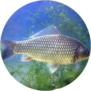 Prussian carp - Fish