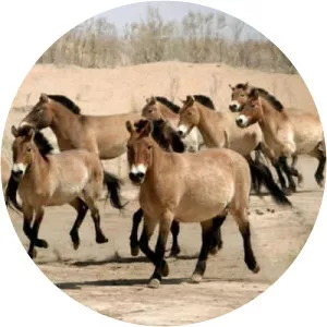 Przewalski's horse