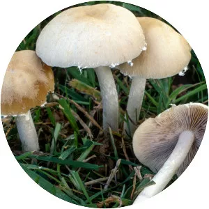 Psathyrella candolleana - Fungus