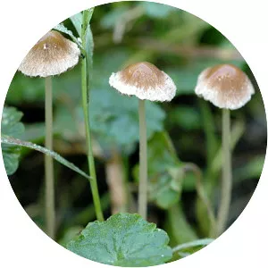Psathyrella