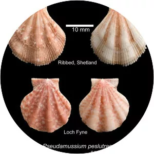 Pseudamussium peslutrae - 