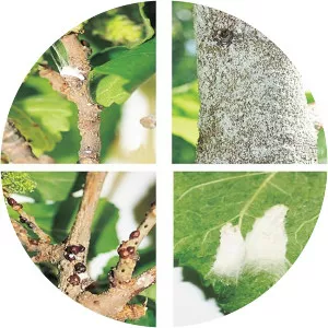 Pseudaulacaspis pentagona - 