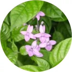 Pseuderanthemum andersonii