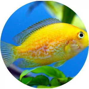 Pseudetroplus maculatus