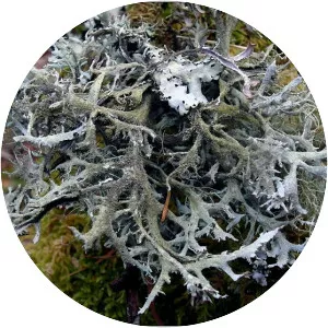 Pseudevernia furfuracea