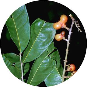 Pseudima - 