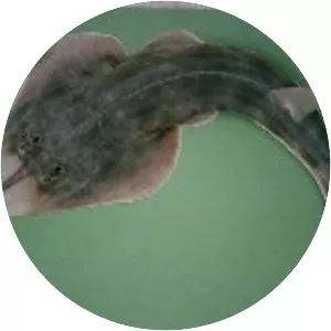 Pseudobatos percellens - 