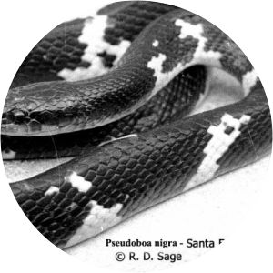 Pseudoboa nigra - 