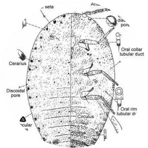 Pseudococcus jackbeardsleyi - 
