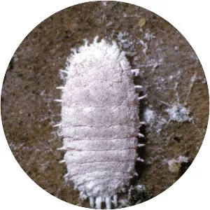 Pseudococcus - Insect