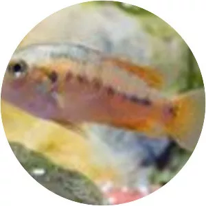 Pseudocrenilabrus multicolor multicolor - 