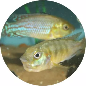 Pseudocrenilabrus nicholsi