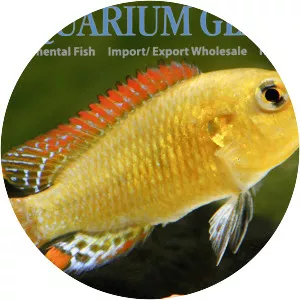 Pseudocrenilabrus philander - 