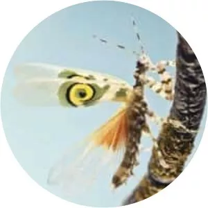 Pseudocreobotra wahlbergi