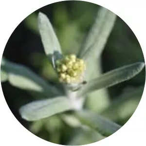 Pseudognaphalium affine