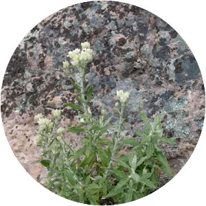 Pseudognaphalium biolettii