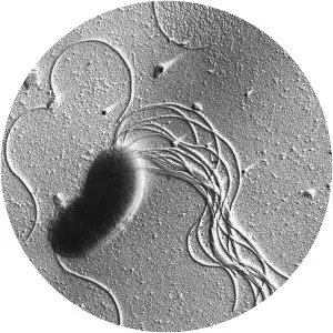 Pseudomonas fluorescens