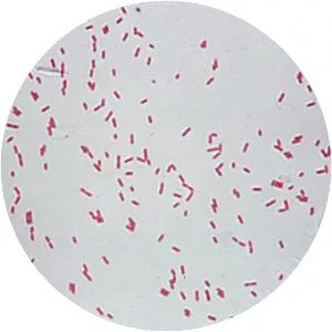 Pseudomonas