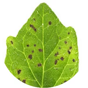 Pseudomonas syringae