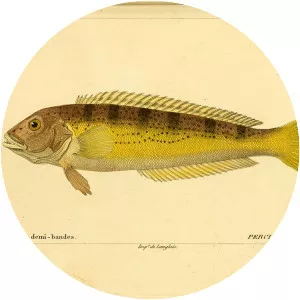 Pseudopercis semifasciata - Fish