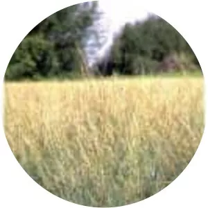 Pseudoroegneria spicata