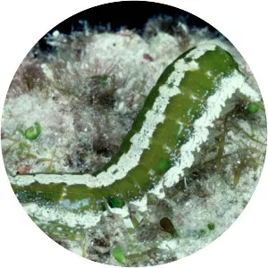 Pseudosquilla ciliata