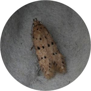 Pseudotelphusa paripunctella - 