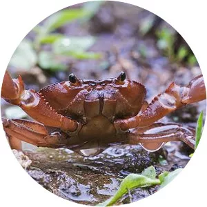 Pseudothelphusidae - 