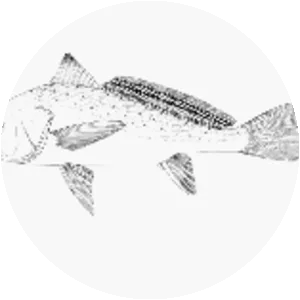 Pseudotolithus elongatus - 