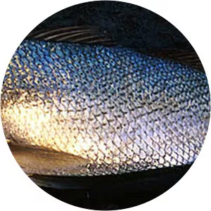 Pseudotolithus senegalensis - 