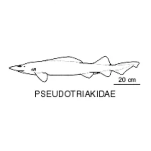 Pseudotriakidae - 