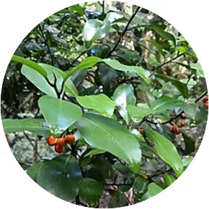 Pseudowintera axillaris