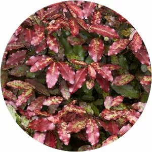 Pseudowintera - Plants